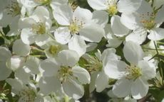 Wedding Bouquet crab-apple trees