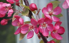 Indian Magic Crab-apple