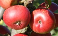 Ballerina Flamenco apple trees