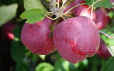 Chieftain apple trees