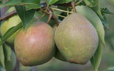 Kieffer Pear