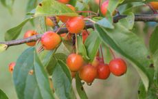 Professor Sprenger Crab-apple