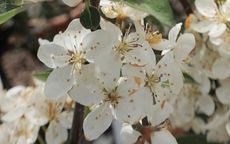 Tina crab apple trees