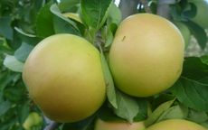 Pristine apple trees