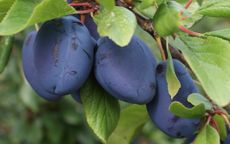 Stanley Plum