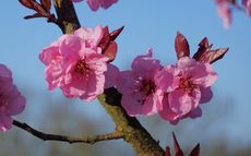 Spring Glow Flowering cherry