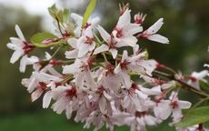 Stellata Flowering cherry