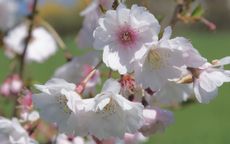 Hally Jolivette flowering cherry trees