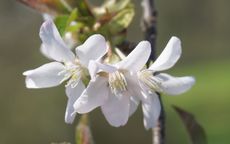 Schmittii Flowering cherry