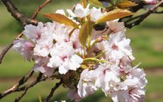 Amanogawa flowering cherry trees