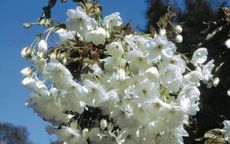 Shizuka - Fragrant Cloud flowering cherry trees