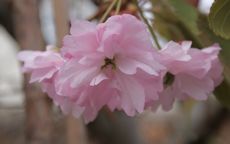 Fugenzo flowering cherry trees
