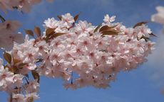 Horinji flowering cherry trees