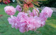 Kiku-shidare-zakura flowering cherry trees