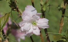 Little Pink Perfection flowering cherry trees