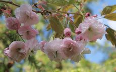 Hanagasa Pink Parasol Flowering cherry