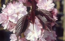 Royal Burgundy Flowering cherry