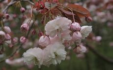 Shirofugen Flowering cherry