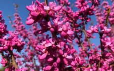 Avondale cercis
