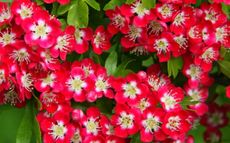 Crimson Cloud hawthorn
