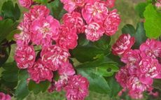 Paul's Scarlet hawthorn