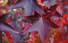 Liquidambar styraciflua liquidambar