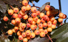 Amber Light rowan