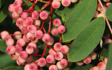 Pink Pagoda rowan