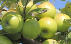 Bedan des Parts cider apple trees