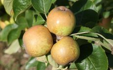 Brown Snout Apple