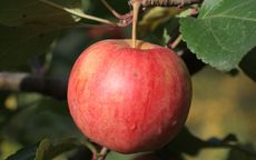 Chestnut Crab Crab-apple