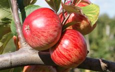 Ellis Bitter cider apple trees
