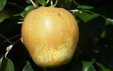 Hudson's Golden Gem apple trees