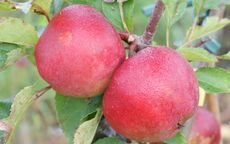 Stayman Apple