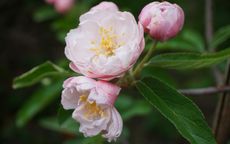 Fimbriata Crab-apple