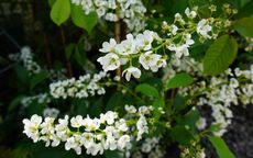 Le Thoureil flowering cherry tree