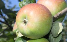 Belle Fleur de France Apple