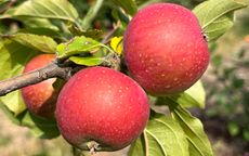 Reinette Rouge Etoilee 