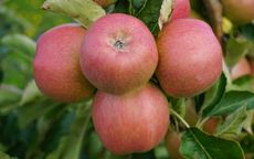 Lady Williams Apple