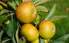 Nonpareil 