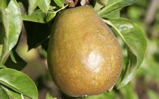 Beurre d'Anjou Pear