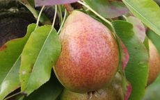 Beurre Duval Pear