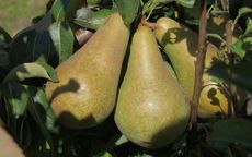 Bristol Cross Pear