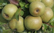 Broom Park Pear