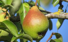 Legipont Pear