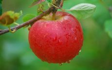 Hamid's Red Pippin 