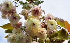 Japanese Lantern flowering cherry trees