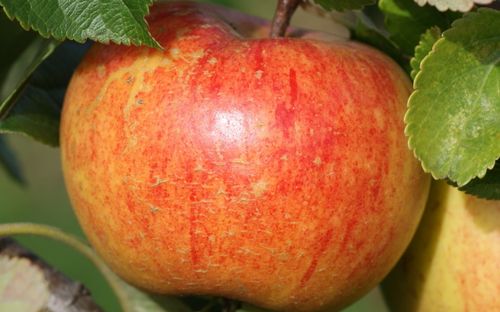 Sunset apples