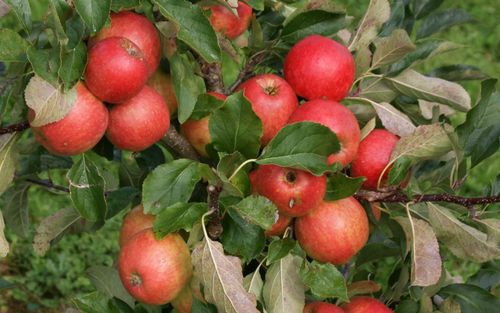 Red Falstaff