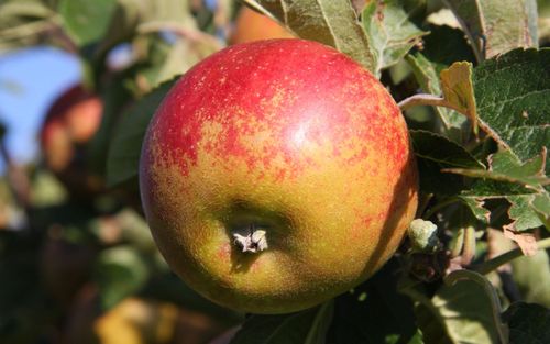 Norfolk Royal Russet